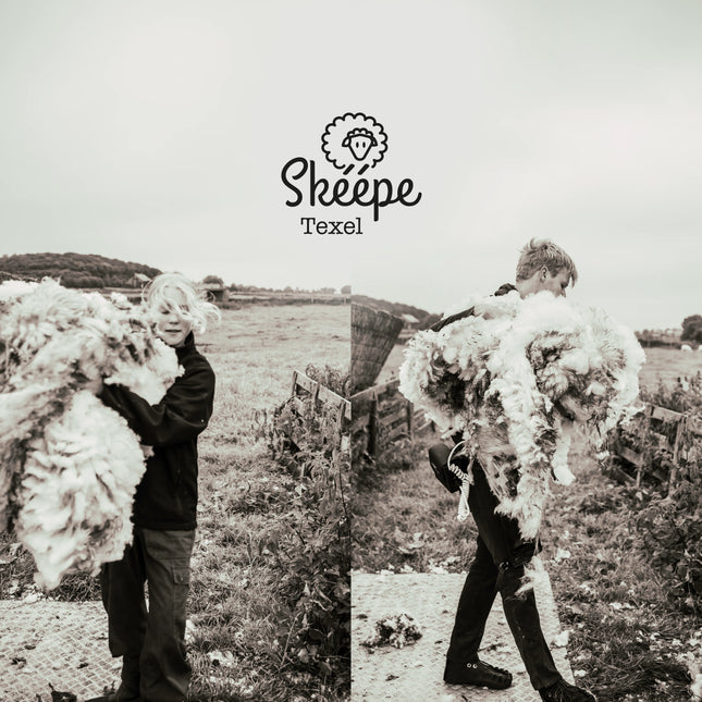 Schapen scheren Texel - Skeepe wolproducten