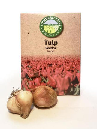 Texel tulp