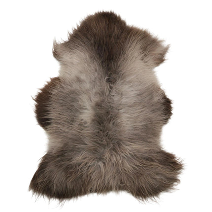 schapenvachten van Blauwe Texelaar