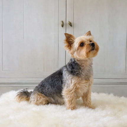 goedkope schapenvacht hond