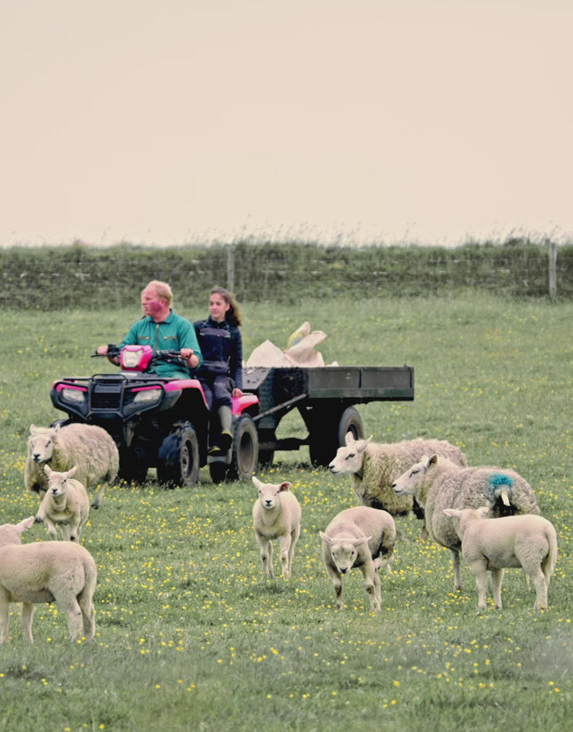 Grijze wollen Sokken van Skéépe Texel – Enkel hoogte – Maat 37-41