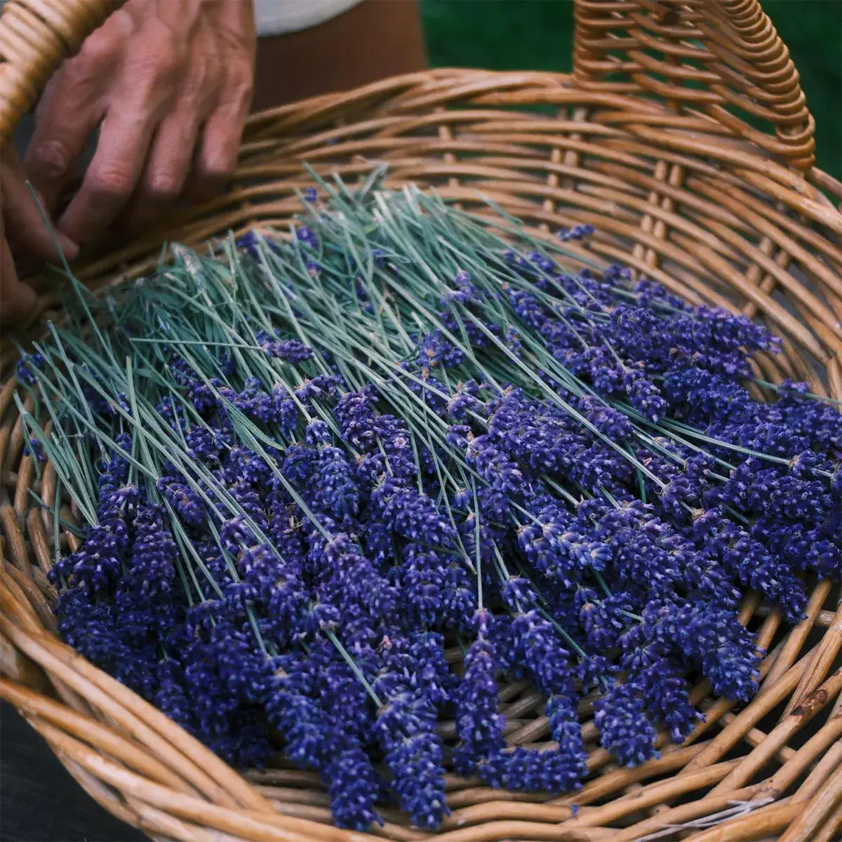 Lavendel Kissenspray 100l von Elöka – 100l Lavendelspray für Lavendel Kissenspray 100l von Elöka – 100l Lavendelspray für