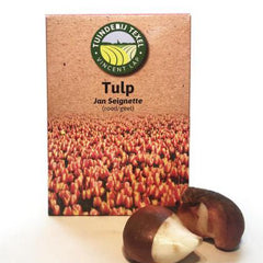 Tulp texel Jan seignette