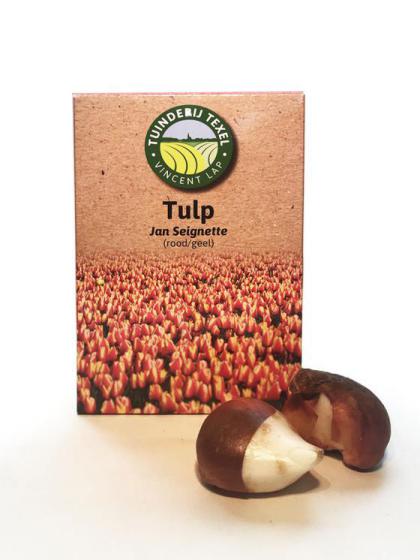 Tulp texel Jan seignette