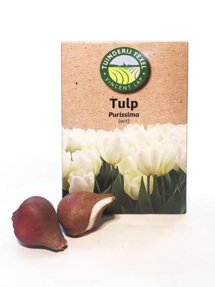 Tulipe Purissima Texel