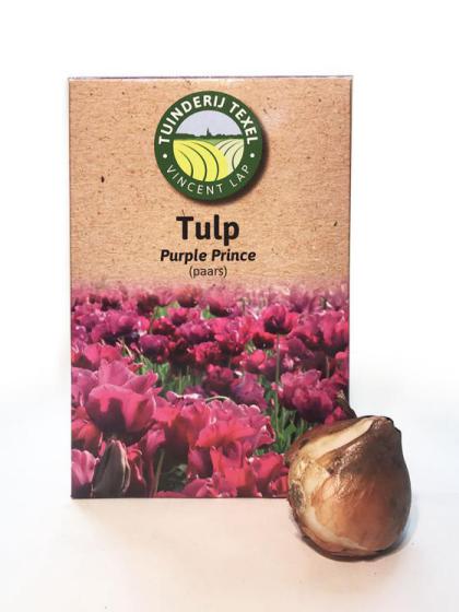 Tulp paars