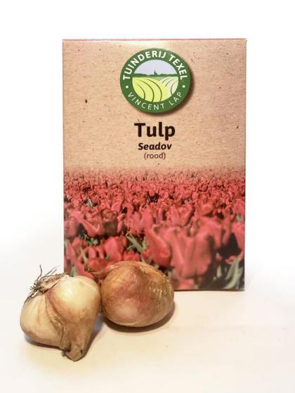 Texel tulp