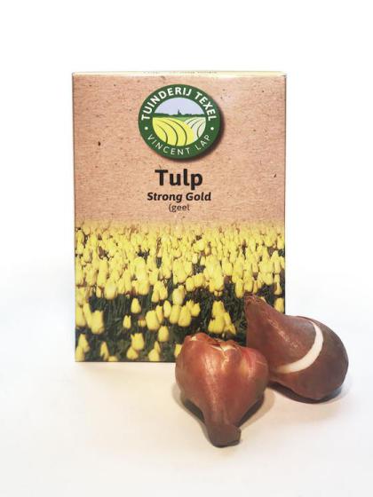 Texel Tulipe strong Or